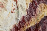 Colorful Polished Killaloe Opal Slab - Australia #353863-1